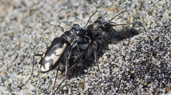 Cicindela latesignata