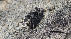 Cicindela latesignata