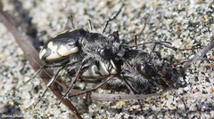 Cicindela latesignata