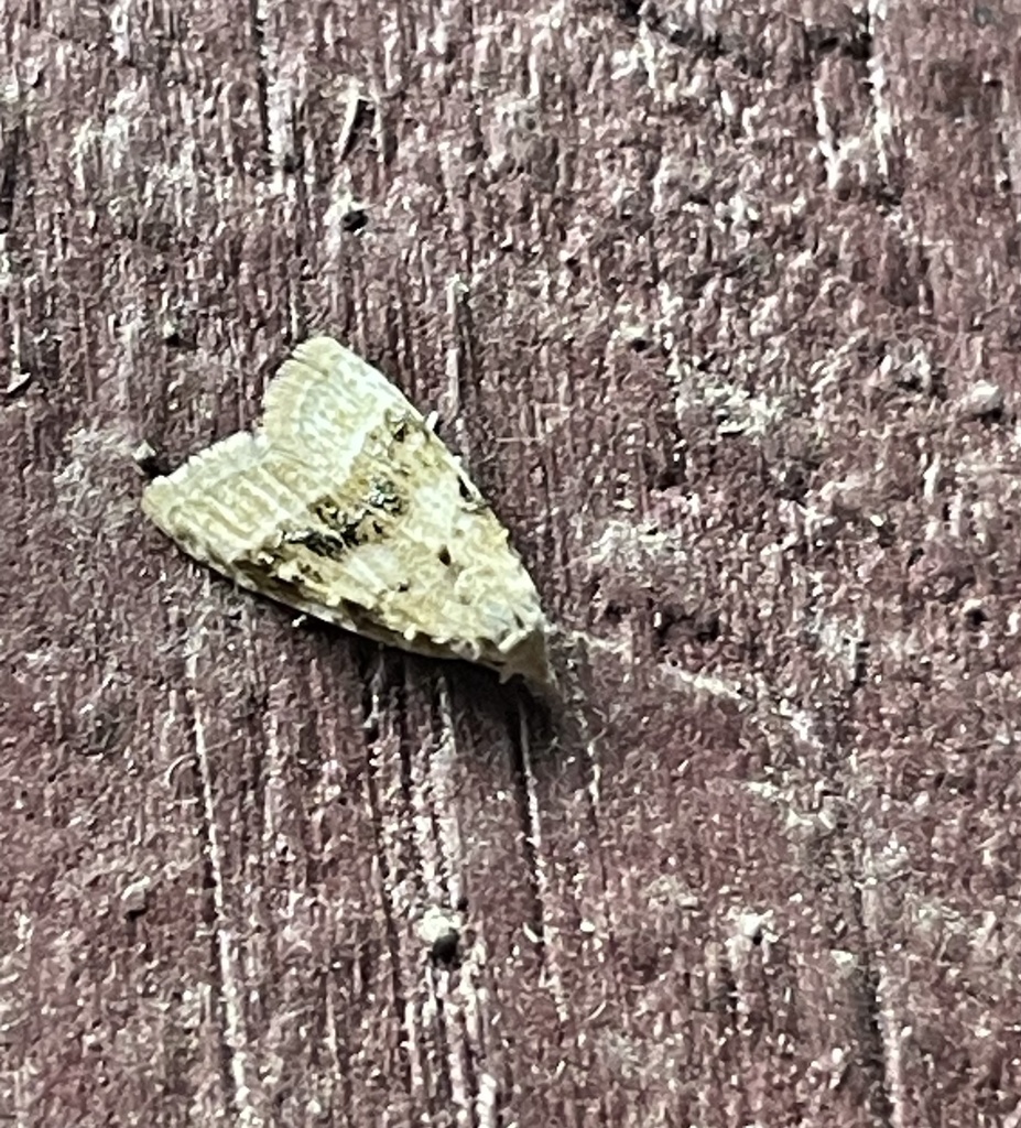 Nolini from Bruce Highway, Yabulu, QLD, AU on June 25, 2023 at 0820 PM by suecee · iNaturalist