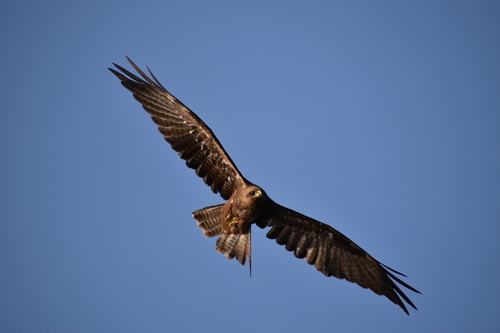 (c) JR Ferrer-Paris, some rights reserved (CC BY)