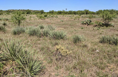 Cylindropuntia davisii