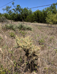 Cylindropuntia davisii