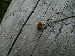 Carex athrostachya