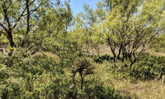 Cylindropuntia davisii