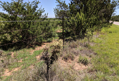 Cylindropuntia davisii