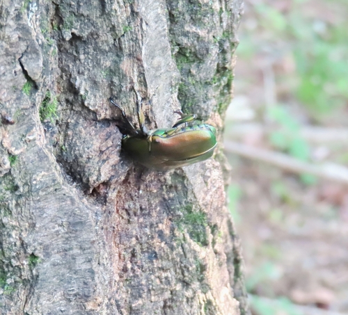 Japanese Drone Beetle photo 5