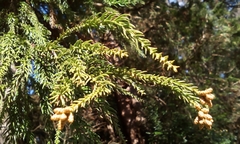 Sicheltanne (Cryptomeria japonica): Herkunft und Verwendung — Foto 2