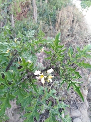 Solanum grayi