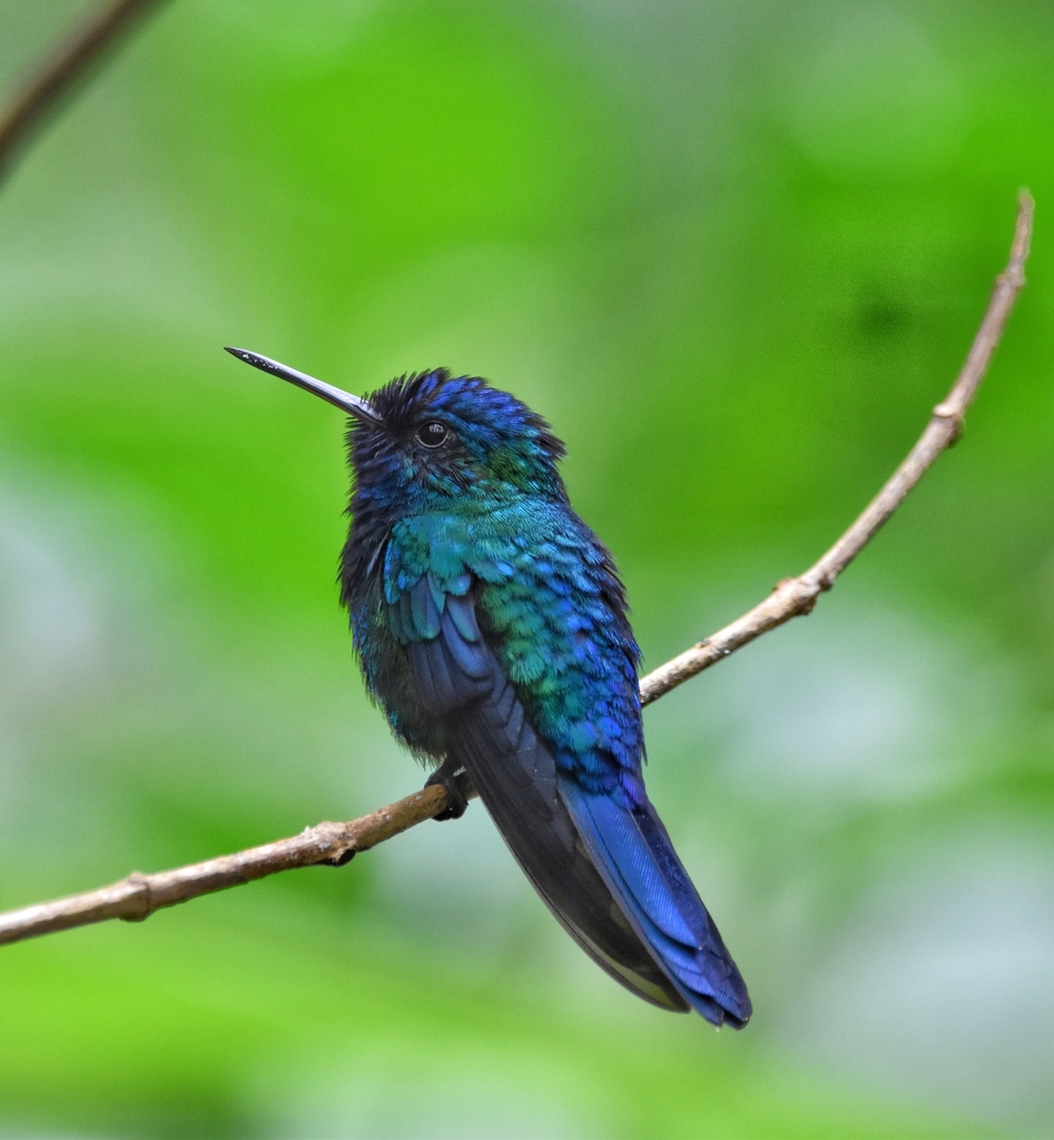 Blue-headed Hummingbird photo