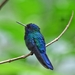 Blue-headed Hummingbird - Photo (c) nandani_bridglal, some rights reserved (CC BY-NC), uploaded by nandani_bridglal