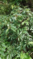 Rhamnus formosana