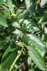 Rhamnus formosana