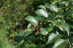 Rhamnus formosana