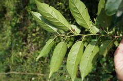Rhamnus formosana