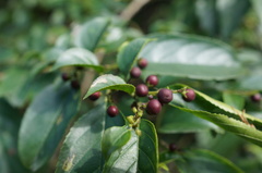 Rhamnus formosana