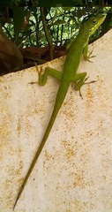 Anolis roquet