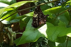 Hypna clytemnestra huebneri