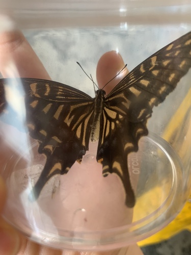 Chinese Yellow Swallowtail