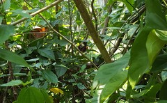 Hypna clytemnestra huebneri
