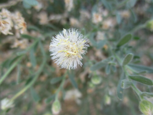 Image of Nolletia gariepina by no rights reserved