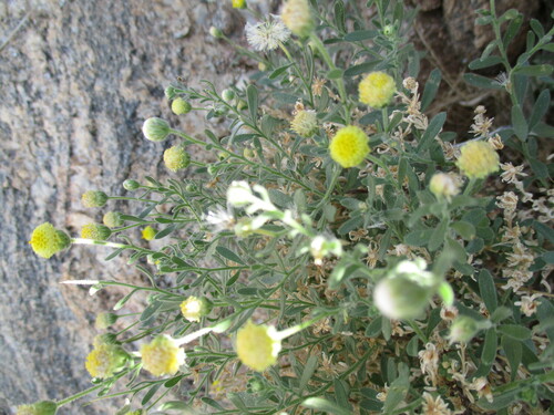 Image of Nolletia gariepina by no rights reserved