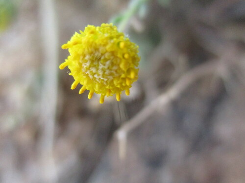 Image of Nolletia gariepina by no rights reserved