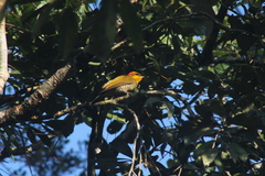 Piculus flavigula