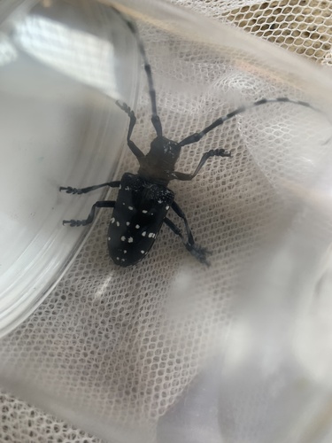 Citrus Longhorn Beetle