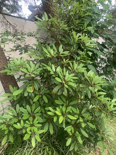 Daphniphyllum teijsmannii, photograph 4