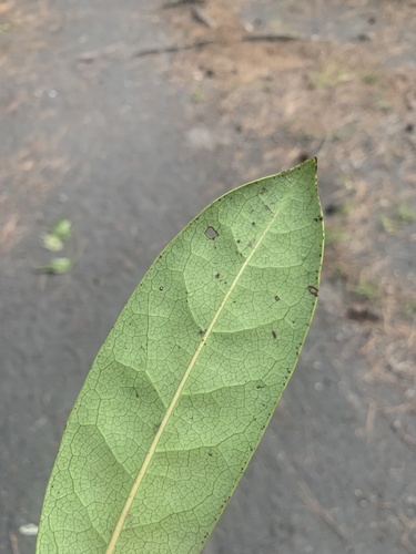 Daphniphyllum teijsmannii, photograph 5