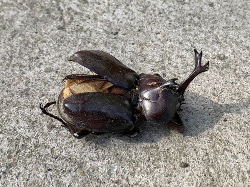 Japanese Rhinoceros Beetle