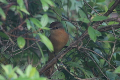 Pachyramphus castaneus