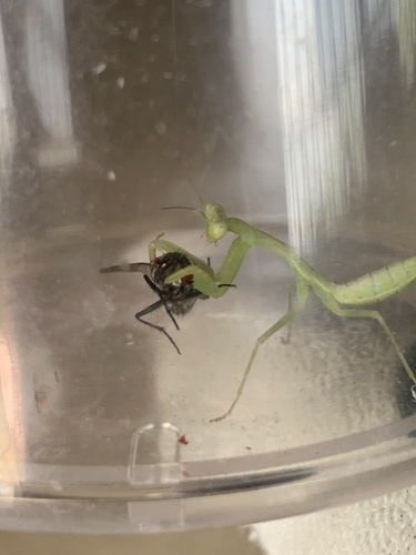 Giant Asian Mantis