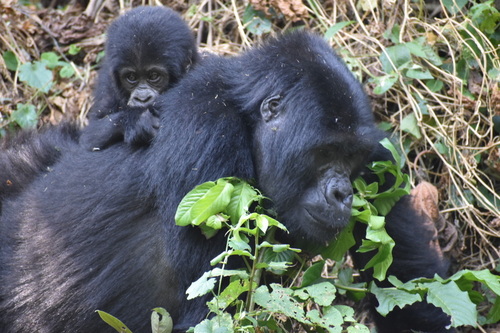 (c) JR Ferrer-Paris, some rights reserved (CC BY)