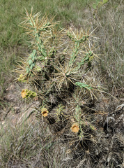 Cylindropuntia davisii