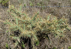 Cylindropuntia davisii