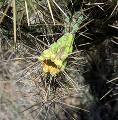 Cylindropuntia davisii