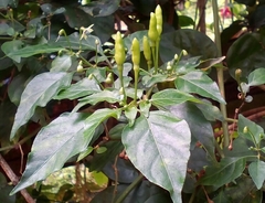 Capsicum frutescens