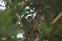 Dryobates spilogaster