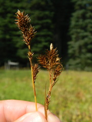 Carex luzulina