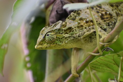 Johnston's Chameleon photo 3