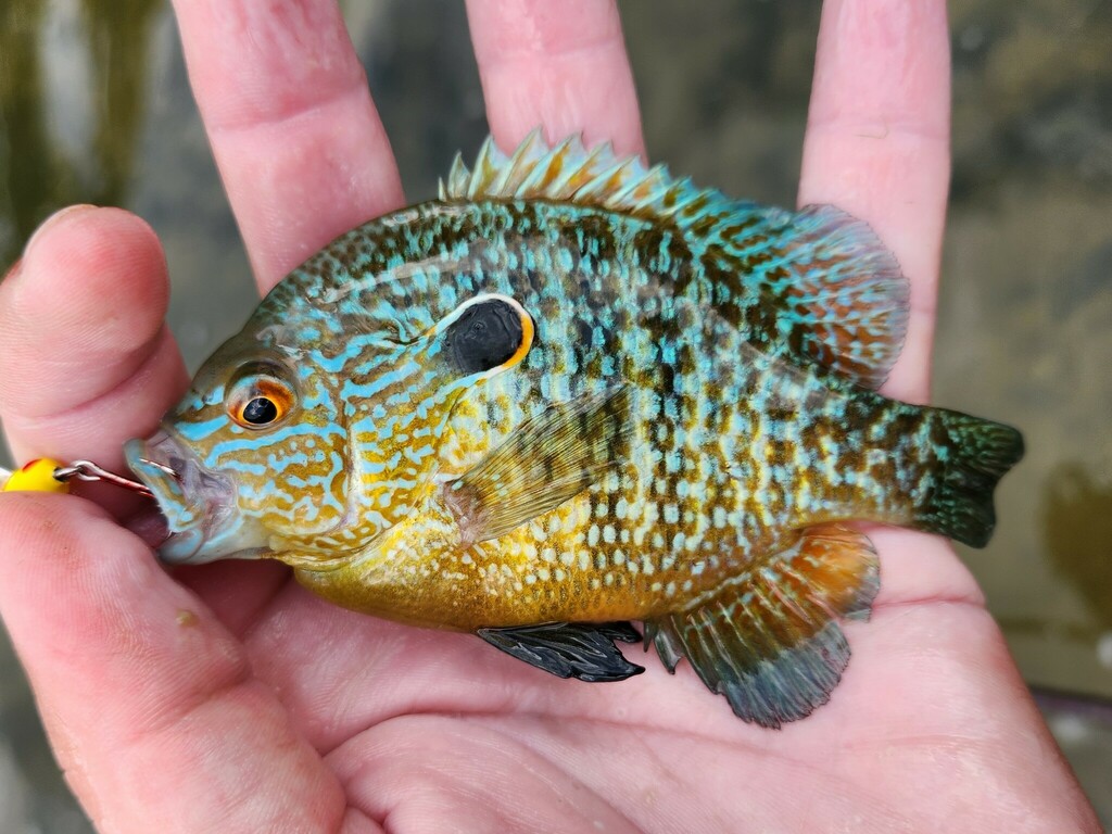 Northern Sunfish From Logan County, Oh, Usa On June 24, 2023 At 06:30 