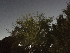 Amazona viridigenalis