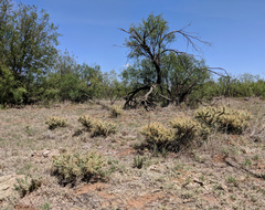 Cylindropuntia davisii