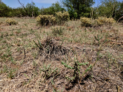Cylindropuntia davisii