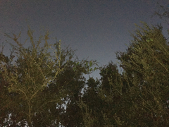 Amazona viridigenalis