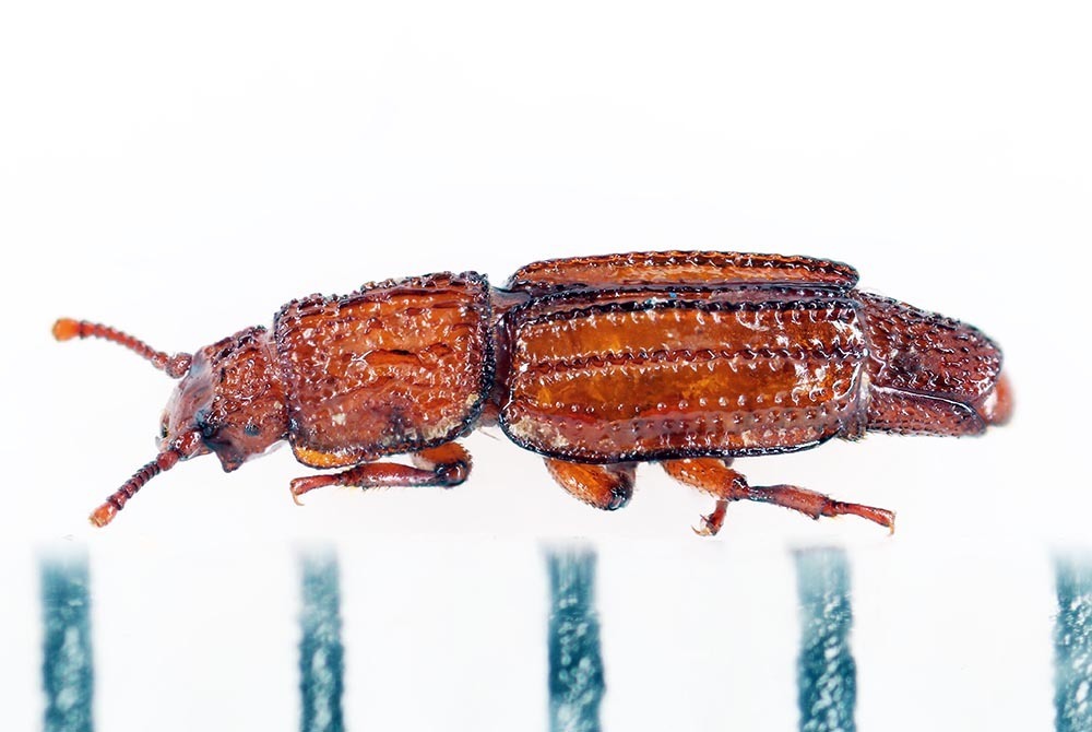 Crowsonius