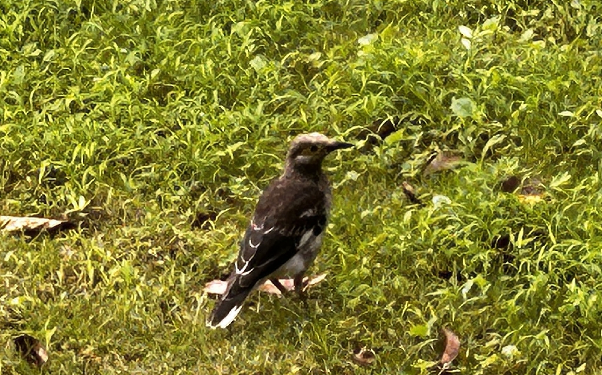 Black-collared Starling