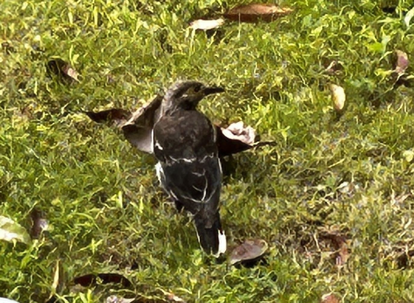 Black-collared Starling